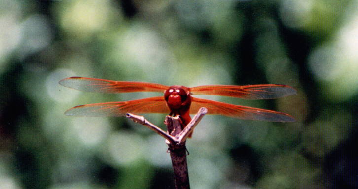 Flame Skimmer male's face