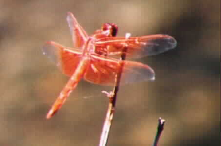 Flame Skimmer 1996