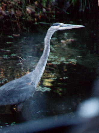 Great Blue Heron