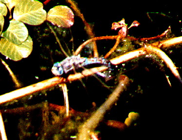 blue-eyed darner