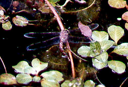 Blue-eyed darner ovipositing