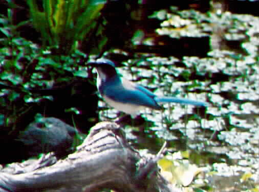 Scrub Jay