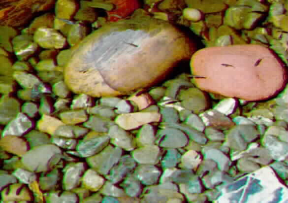 Mosquito fish and their shadows in
the pond