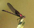 Dragonflies+of+michigan
