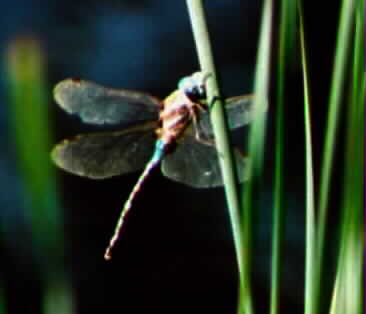 blue-eyed darner