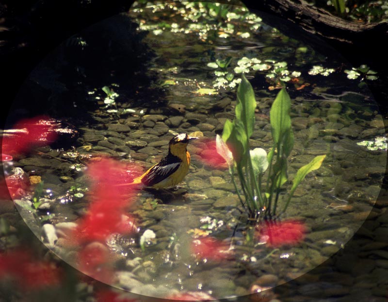 Bullock's Oriole