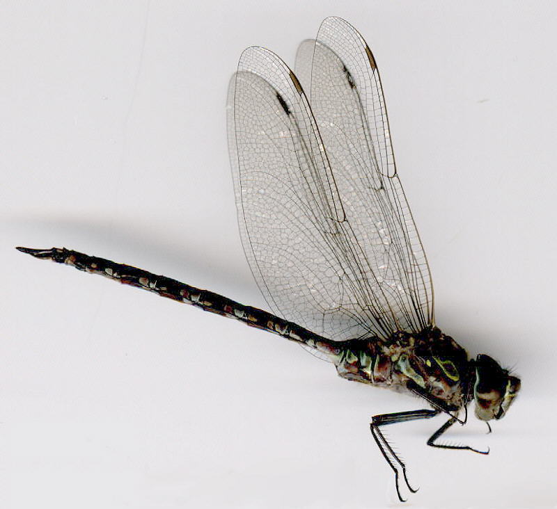 California+dragonflies+pictures