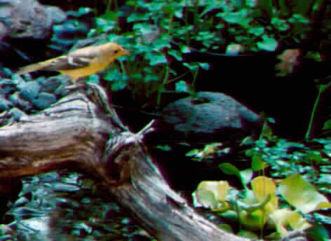 Western  Tanager